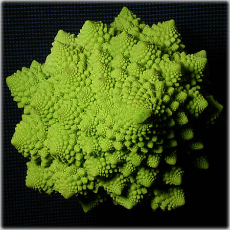 Romanesco - click for next 3D-image