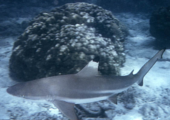 Carcharhinus melanopterus  - click to go to next image