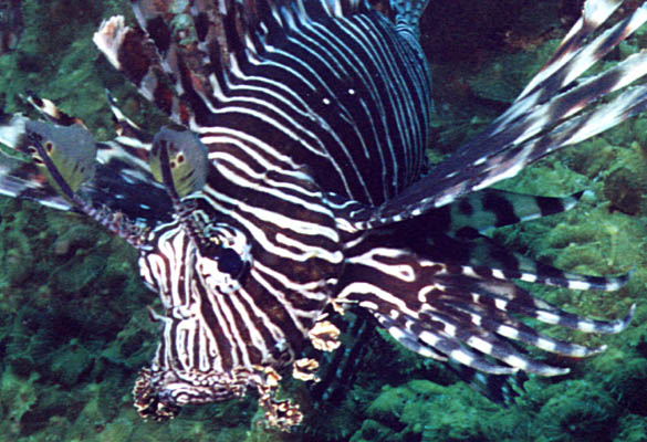 Pterois volitans - click to go to next image