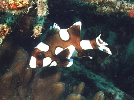 Plectorhinchus chaetodonoides (juv.) - click to go to next image