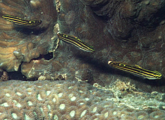 Amblygobius hectori - click to go to next image