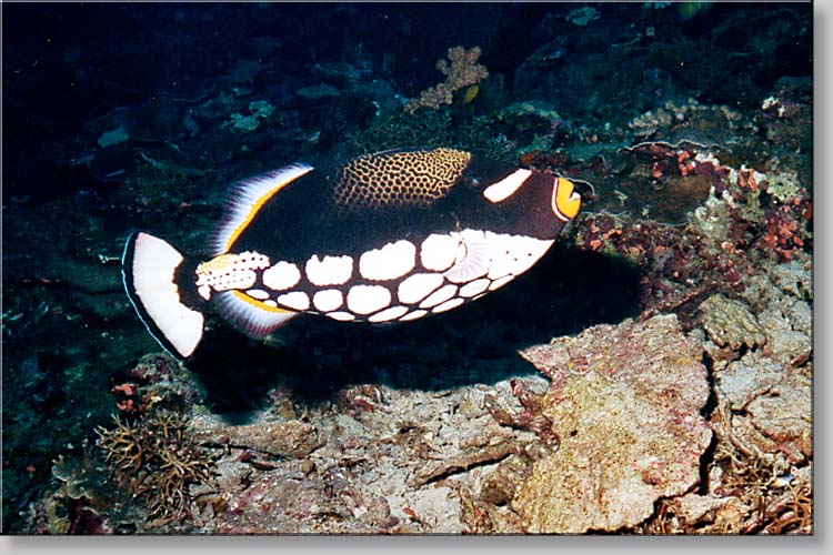 Clown Triggerfish - Balistoides conspicillum - click to go to next image