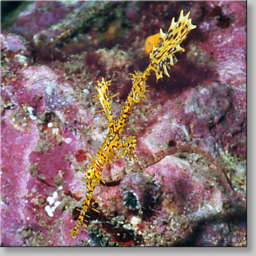 Ornate Ghost Pipefish - Solenostomus paradoxus - click to go to next image