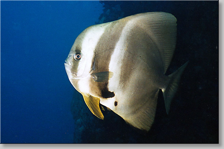 Tall-fin batfish - Platax teira - click to go to next image