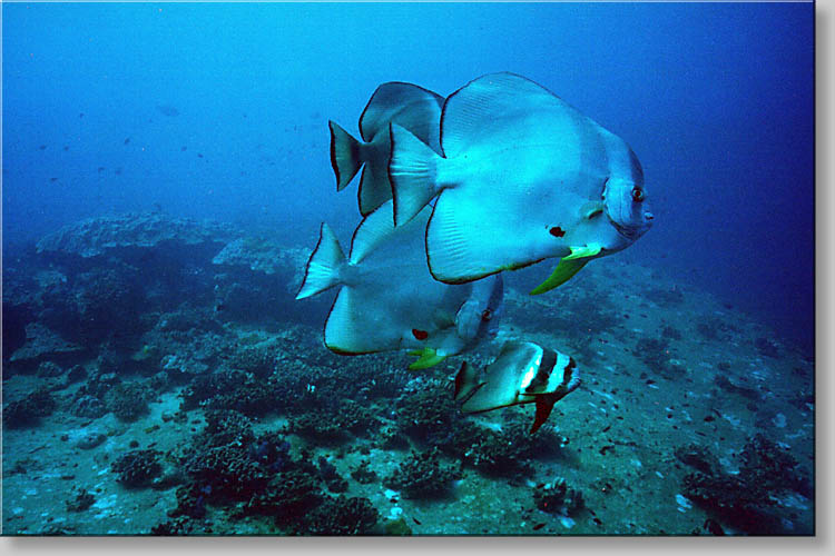 Tall-fin batfish - Platax teira - click to go to next image