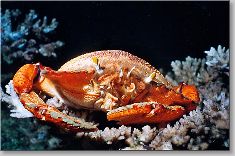 Red Frog Crab - Spanner Crab - Rania rania - click to go to next image