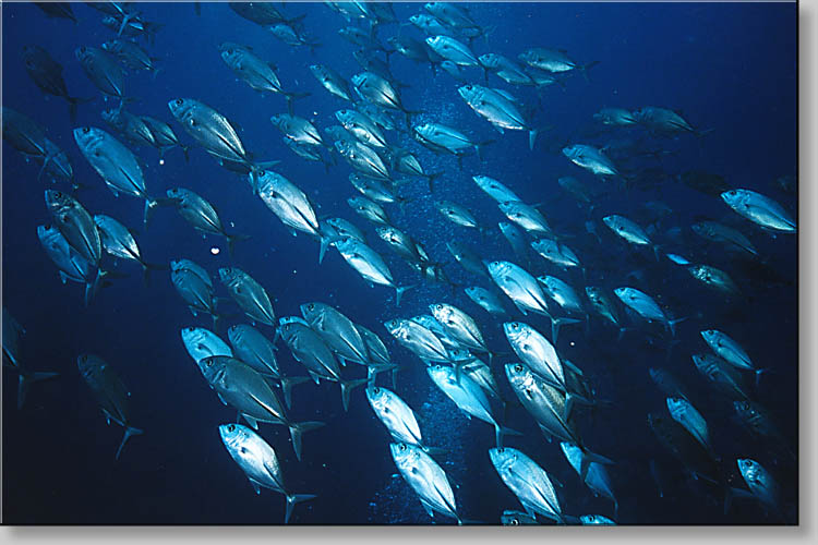 Bigeye Trevallies - Caranx sexfasciatus - click to go to next image