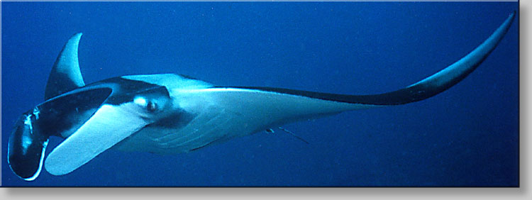 Manta ray - Manta birostris - click to go to next image