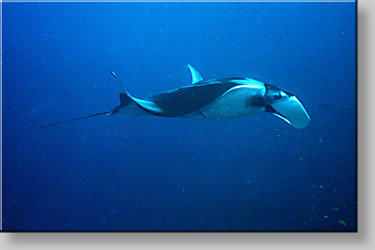 Manta ray - Manta birostris - click to go to next image