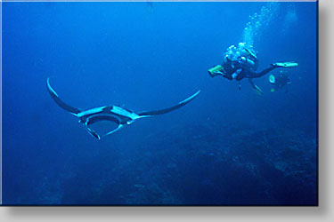 Giles filming a Manta ray - click to go to next image