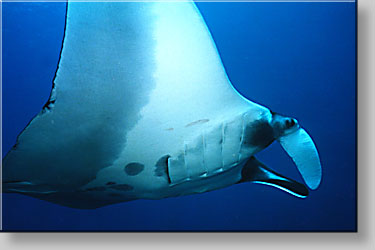 Manta ray - Manta birostris - click to go to next image