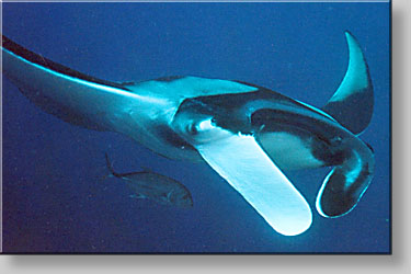 Manta ray - Manta birostris - click to go to next image