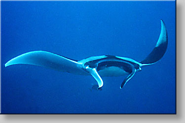 Manta ray - Manta birostris - click to go to next image