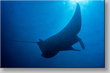 Manta ray - Manta birostris - click to go to next image