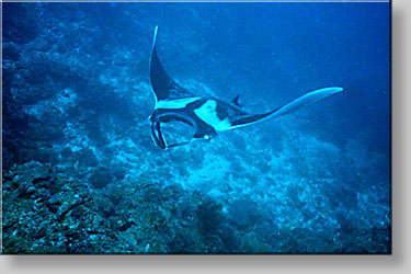 Manta ray - Manta birostris - click to go to next image