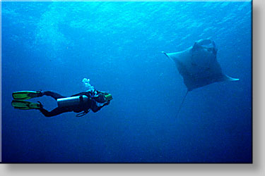 Giles filming a Manta ray - click to go to next image