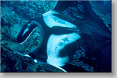 Manta ray - Manta birostris - click to go to next image