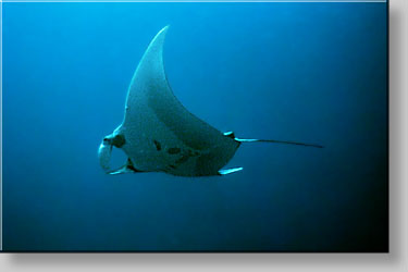 Manta ray - Manta birostris - click to go to next image