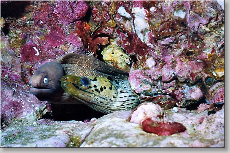 White-eyed Moray - Siderea thyrsoides / Spot-face 
    moray - Gymnothorax fimbriatus - click to go to next image