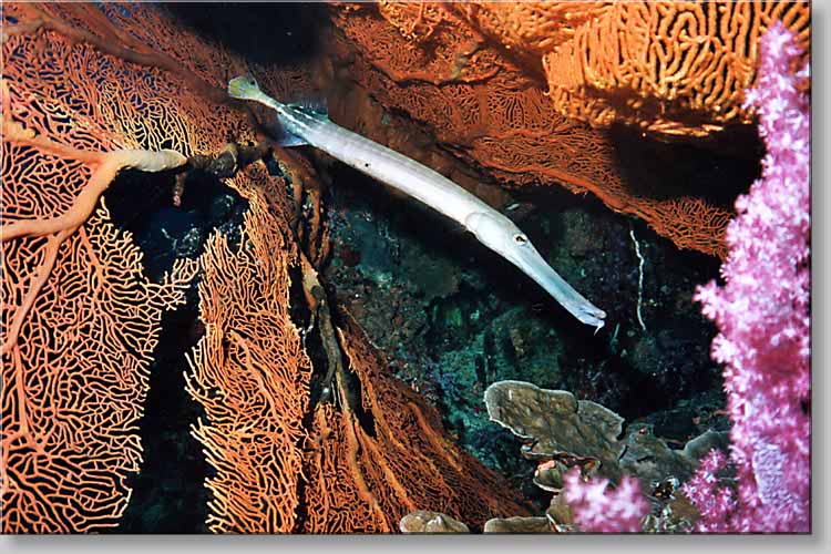 Trumpetfish - Aulostomus chinensis - click to go to next image