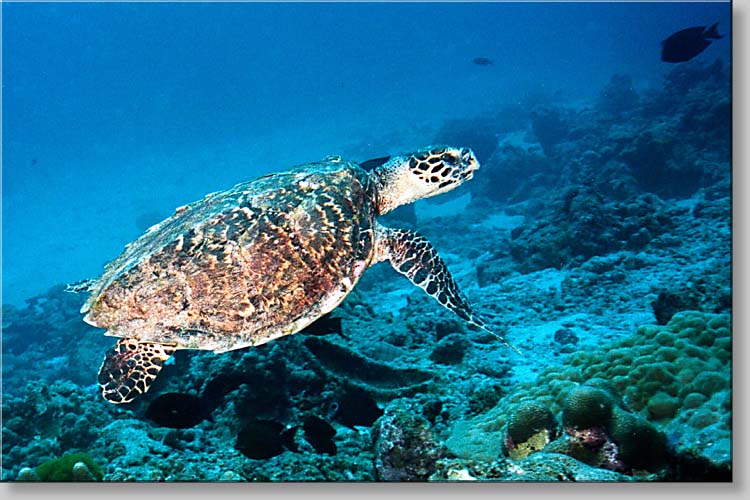 Hawksbill turtle - Eretmochelys imbricata - click to go to next image