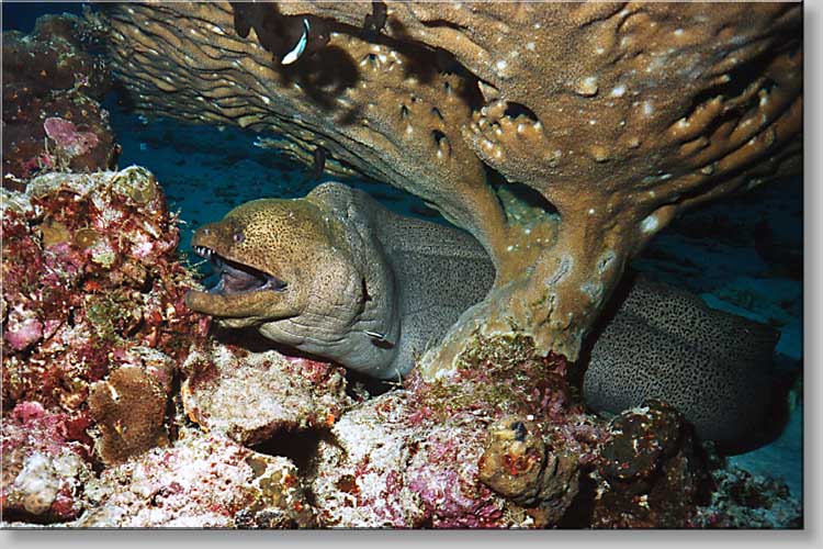 Giant moray - Gymnothorax javanicus - click to go to next image