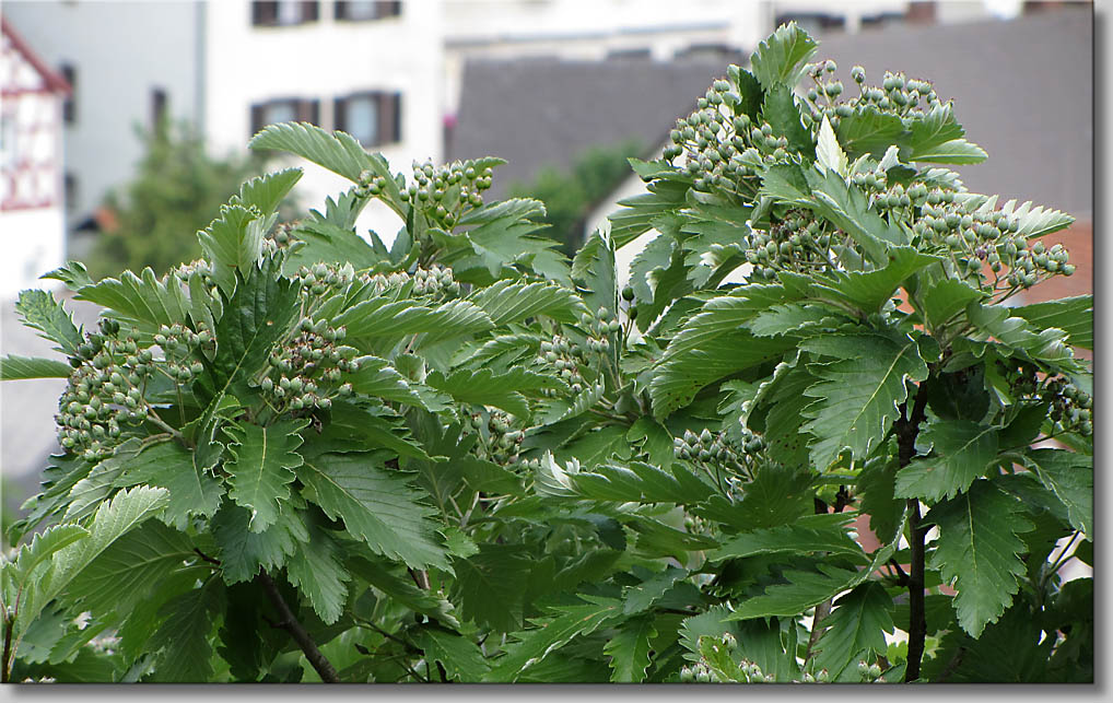 Sorbus_pulchra - Goessweinsteiner Mehlbeere (c) Th.Gramanitsch 2014