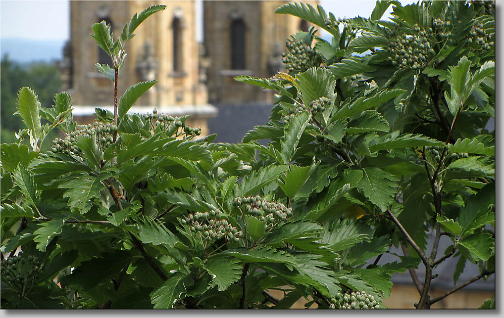 Sorbus_pulchra - Goessweinsteiner Mehlbeere (c) Th.Gramanitsch 2014