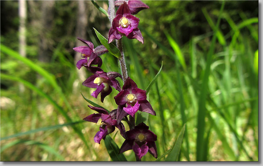 Epipactis atrorubens Braunrote Stendelwurz (c) Th.Gramanitsch 2014