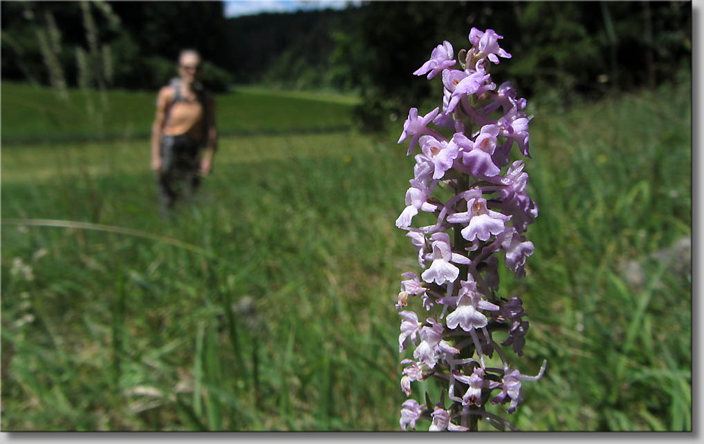 Gymnadenia conopsea Muecken Haendelwurz (c) Th.Gramanitsch 2014