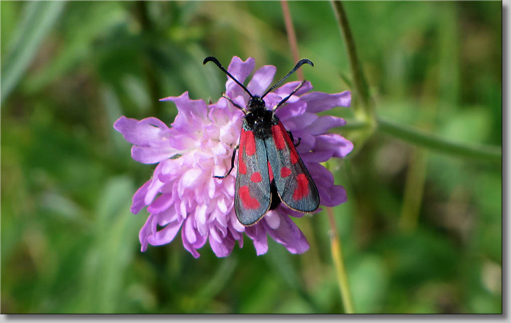 Zygaena oti Beilfleck-Rotwidderchen (c) Th.Gramanitsch 2014