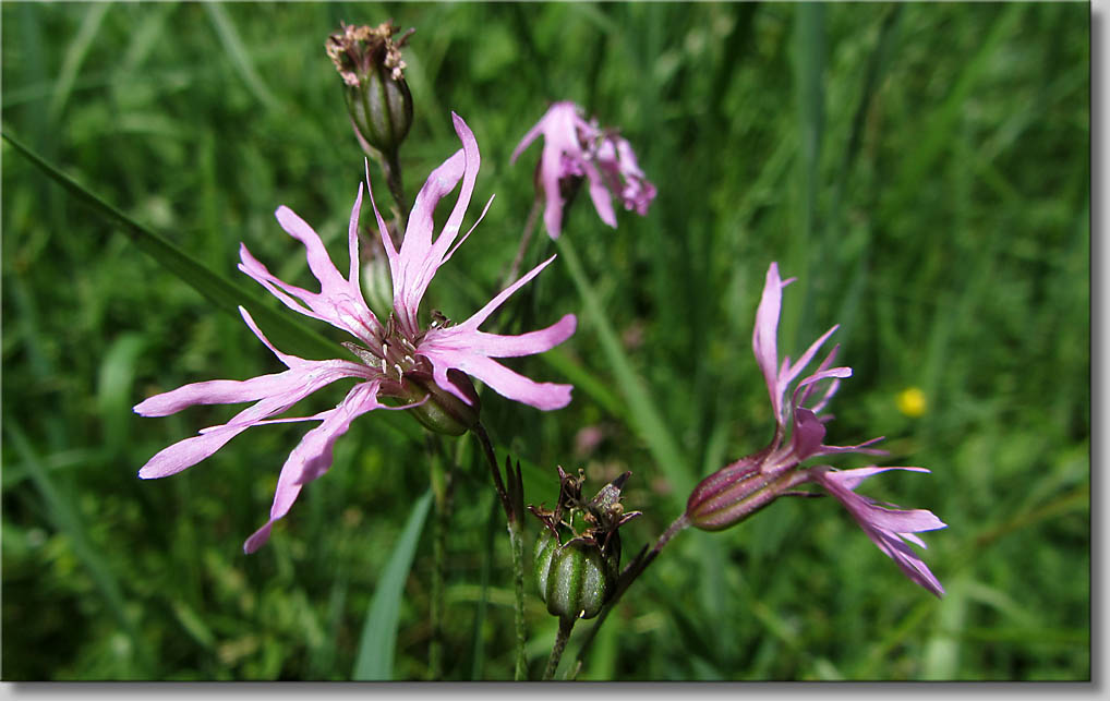 Lychnis_flos-cuculi - Kuckucks-Lichtnelke (c) Th.Gramanitsch 2014