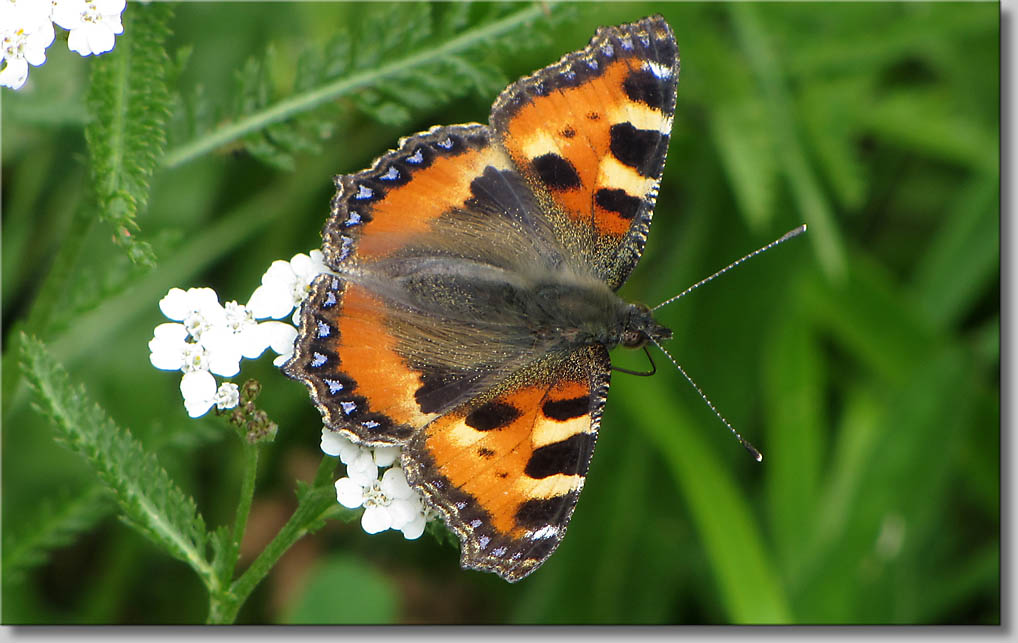 Nymphalis polychloros - Grosser Fuchs (c) Th.Gramanitsch 2014