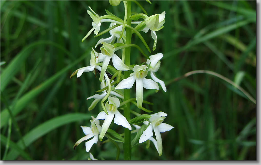 Platanthera bifolia - Zweiblaettrige Waldhyazinthe (c) S.Wendelin 2014