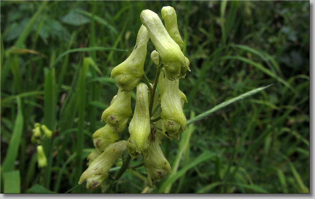 Aconitum lycoctonum - Wolfs-Eisenhut (c) Th.Gramanitsch 2014