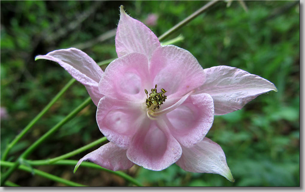 Aquilegia sp. - Akelei (c) Th.Gramanitsch 2014