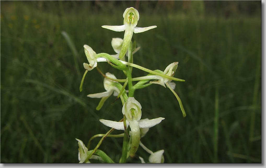 Platanthera bifolia - Zweiblaettrige Waldhyazinthe (c) Th.Gramanitsch 2014