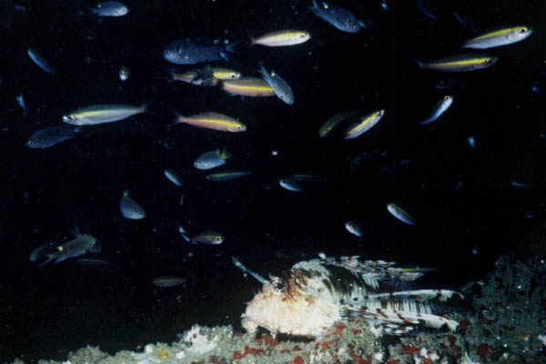 A Lionfish at the wreck of the King Cruiser - 10.2.1999 - starboard bow