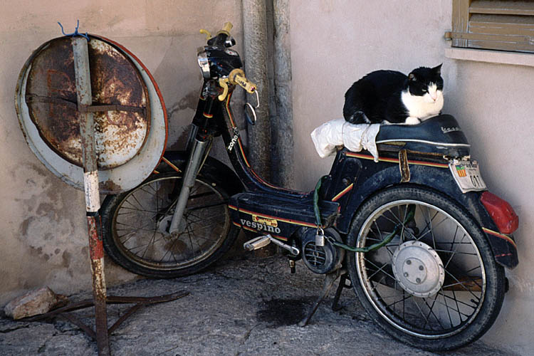 Watchcat in Valldemossa - click to go to next image