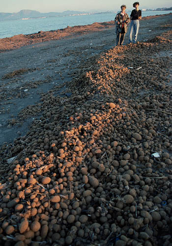 Beach-balls - Camp de Mar - Pollenca- click to go to next image