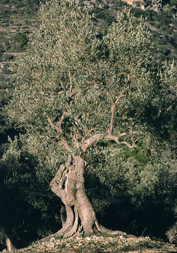 Olive-tree close to Orient - click to go to next image