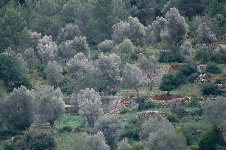 Grove of olive-trees close to La Granja - click to go to next image