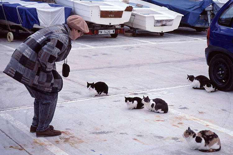 Kitties at Port de Valldemossa - click to go to next image