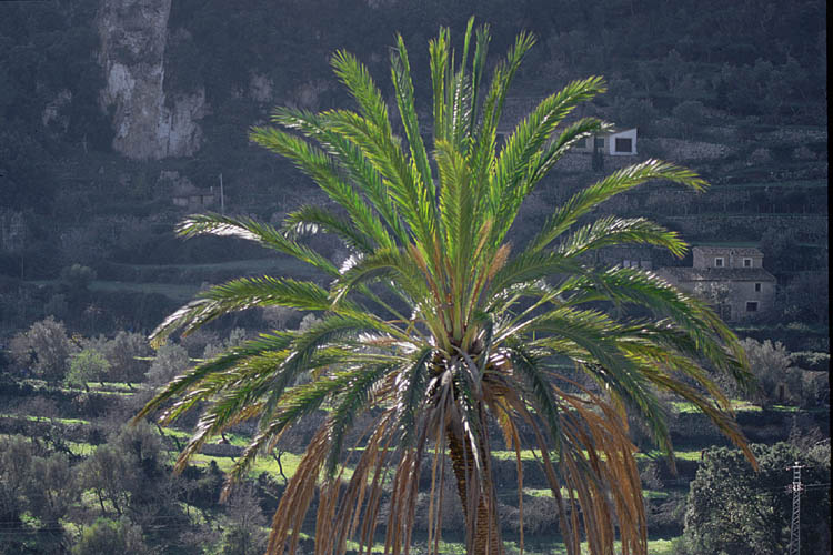 Palm-tree in Valldemossa - click to go to next image