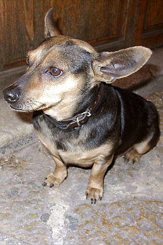 Ringo - the famous Flying Dog of Valldemossa - click to go to next image