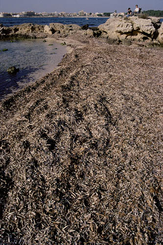 Platja es Carbo - Sa Colonia de Sant Jordi - click to go to next image