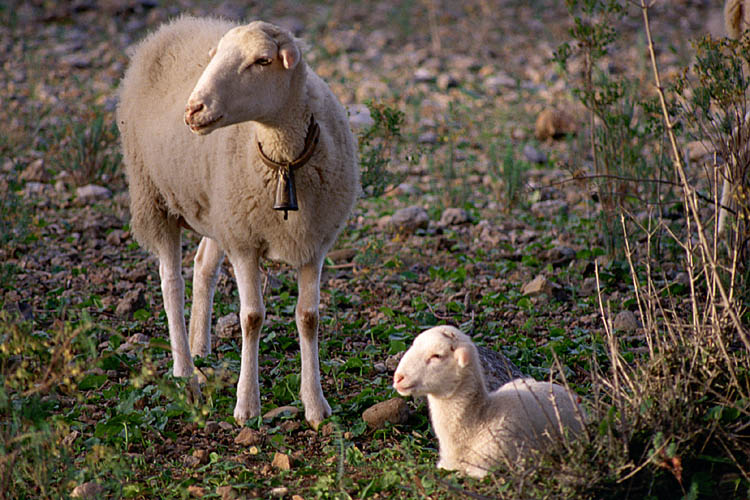 Sheeps close to Son Marroig - click to go to next image