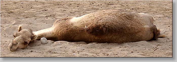 resting camel at a race camel breeding station close to Barka