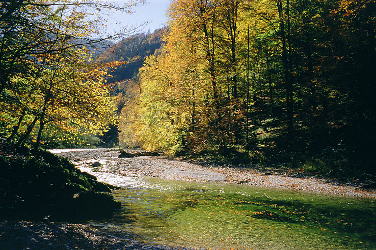 autumn on the stream - Der Grosse Bach - click to go to next image