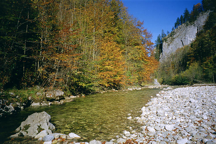 autumn on the stream - Der Grosse Bach - click to go to next image